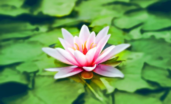 Signification spirituelle et symbolique de la fleur de lotus expliquée