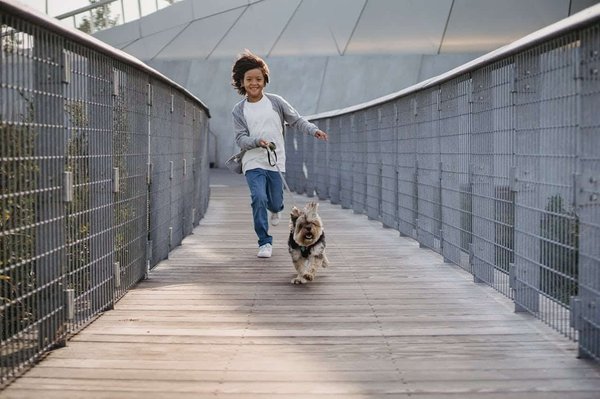 Sportifs : courir avec un bull terrier ?