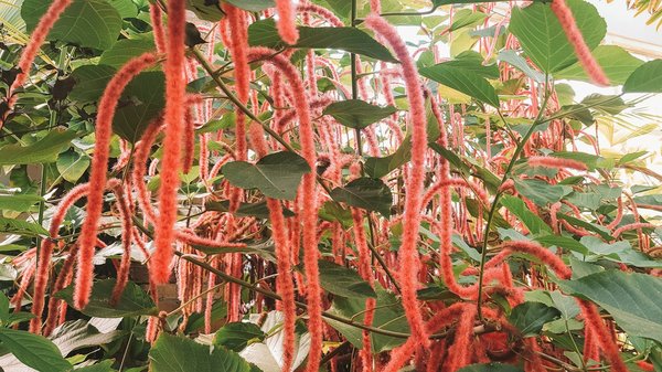 Comment se débarrasser des chenilles ?